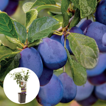 Dwergpruim Dwergpruim