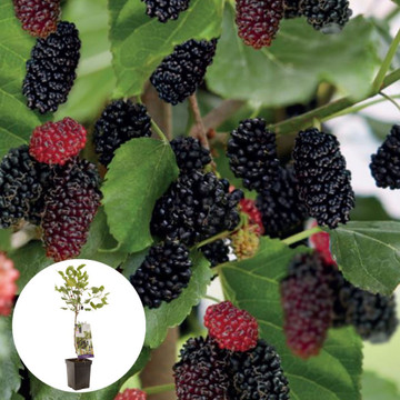 Dwergmoerbei Mojo Berry Dwergmoerbei Mojo Berry