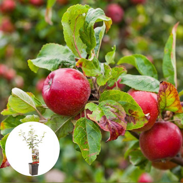 Handappel Gala Patiofruit Handappel Gala Patiofruit