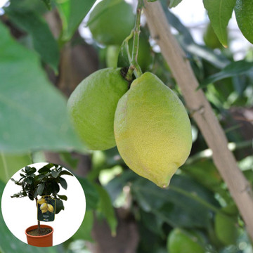 Citrus Limonum Limone
 Citrus Limonum Limone