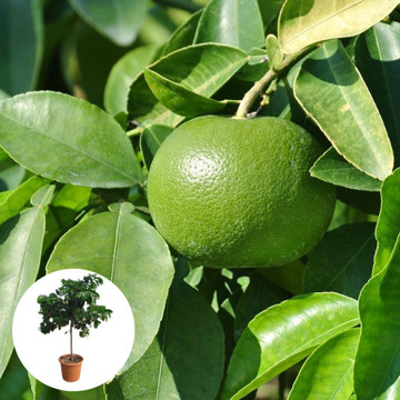 Grapefruitbaum Grapefruitbaum