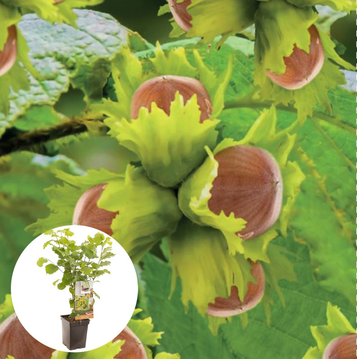 Hazelnoot Webbs prize Cobb 