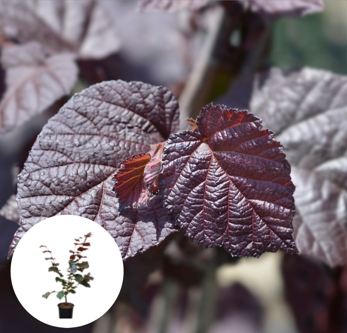 Roodbladige Hazelnotenstruik, Corylus max. Purpurea