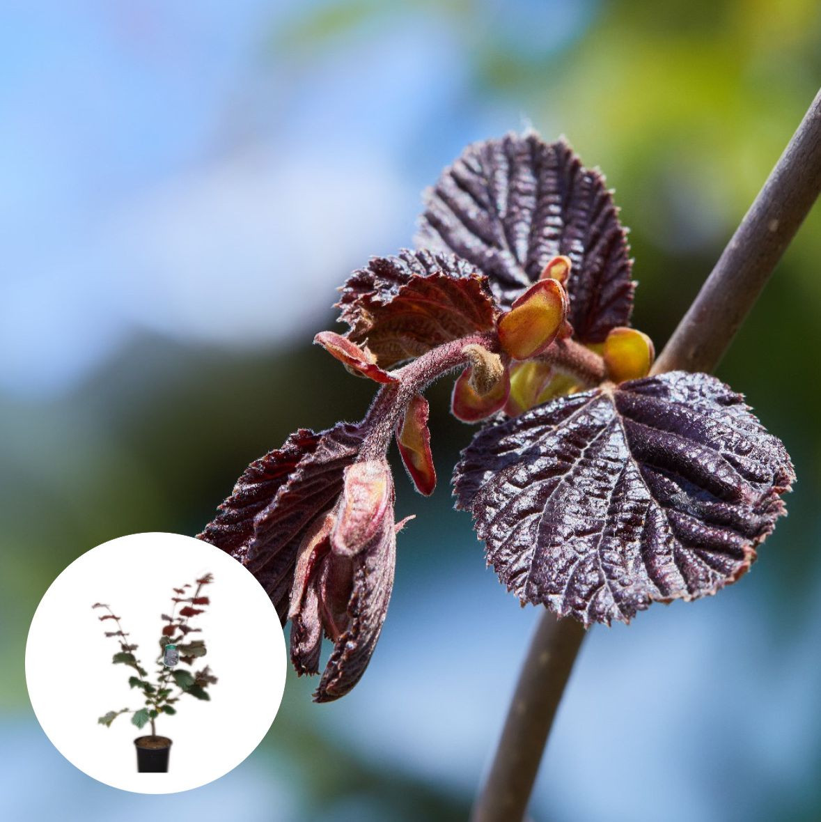 Hazelnoot Red Majestic