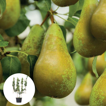 Birnbaum Conference Spalier Birnbaum Conference Spalier