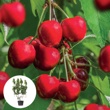 Kirschbaum U form Stella kaufen
 Kirschbaum U form Stella kaufen