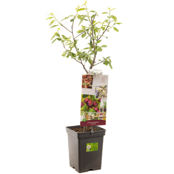 Pflaumenbaum Victoria | Prunus | Baumschuleonline