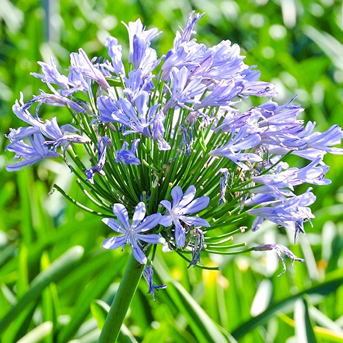 Agapanthus africanus