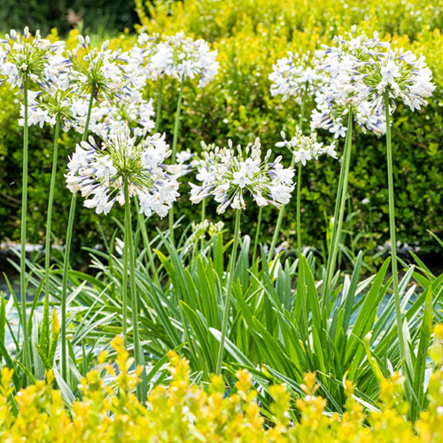 Agapanthus Wit
