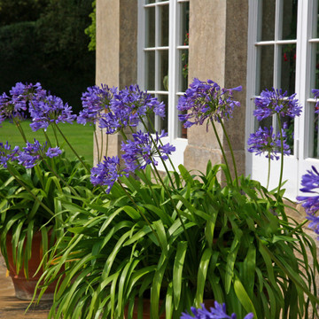 Agapanthus 'Ever Saphire' Agapanthus 'Ever Saphire'