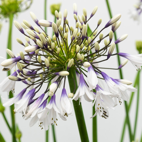 Agapanthus Fireworks