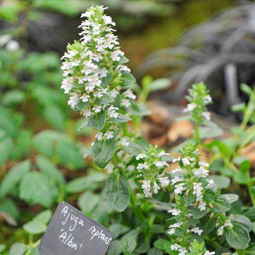 Ajuga reptans Alba