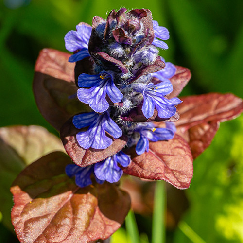 Ajuga reptans Atropurpurea