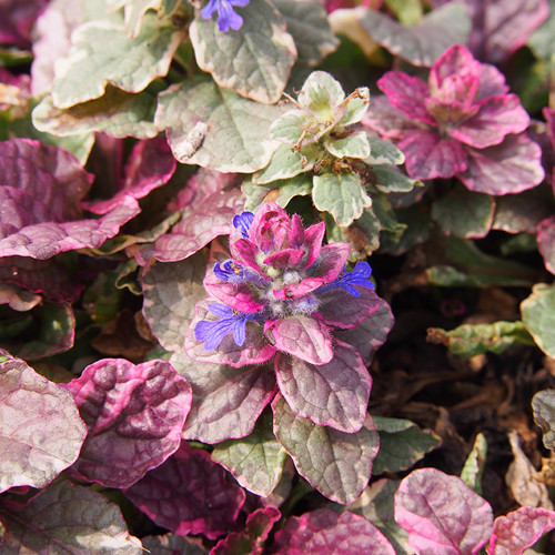 Ajuga reptans Burgundy Glow