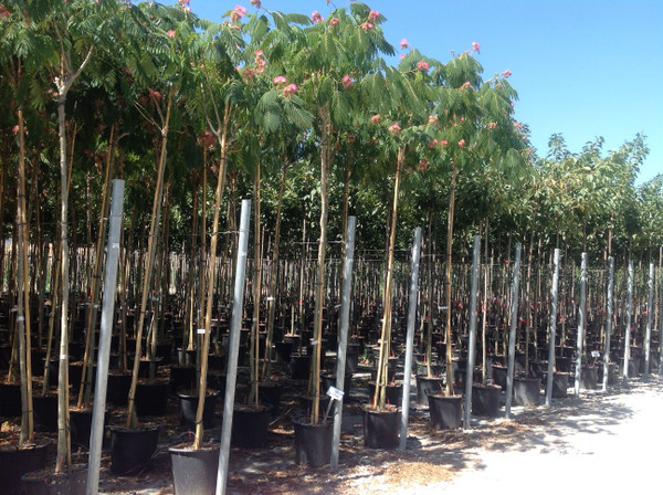Albizia Julibrissin 'Ombrella' 30L hochstamm