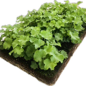 Alchemilla mollis matten Alchemilla mollis matten