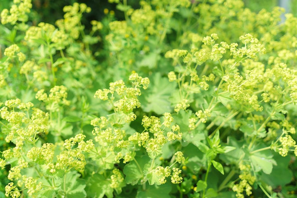 Fraaie Vrouwenmantel ~ Alchemilla Molis ~ Staudenpaket Romantisch