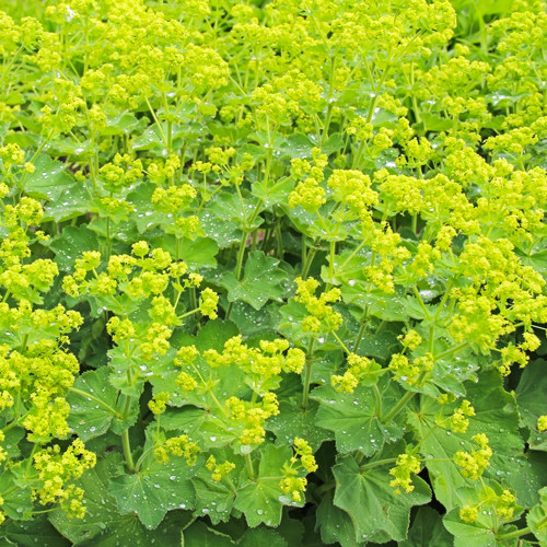 Alchemilla mollis, fraaie vrouwenmantel bodembedekker