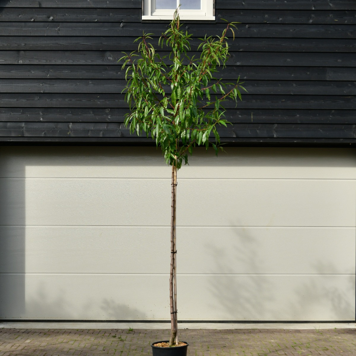 Amandelboom Prunus Robijn