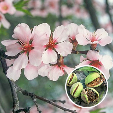 Prunus Dulcis Robijn
 Prunus Dulcis Robijn