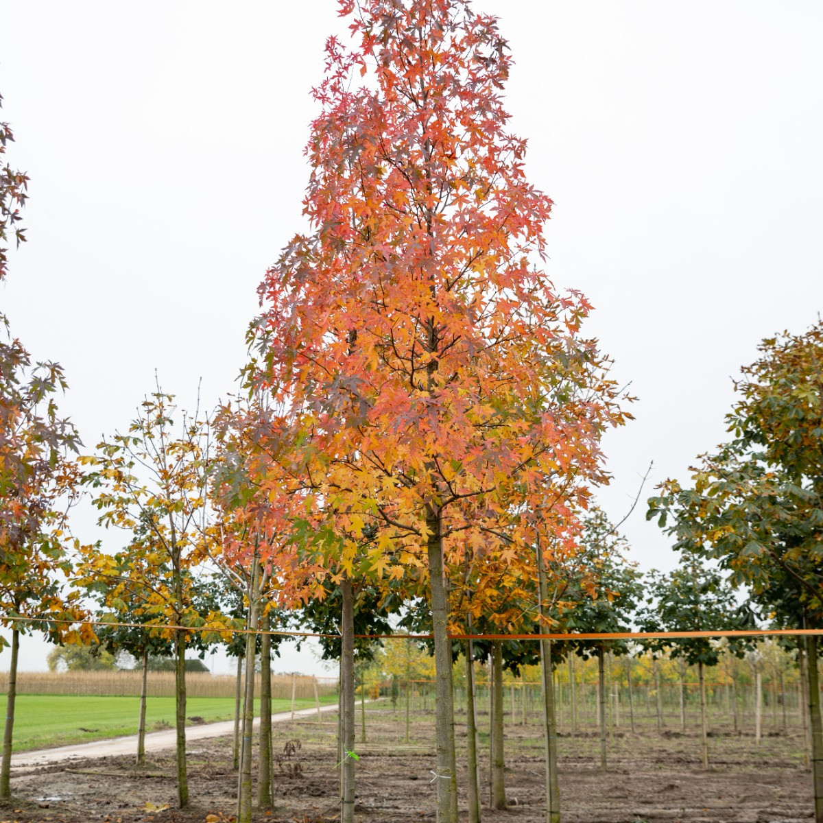 Amberbaum Liquidambar styraciflua
