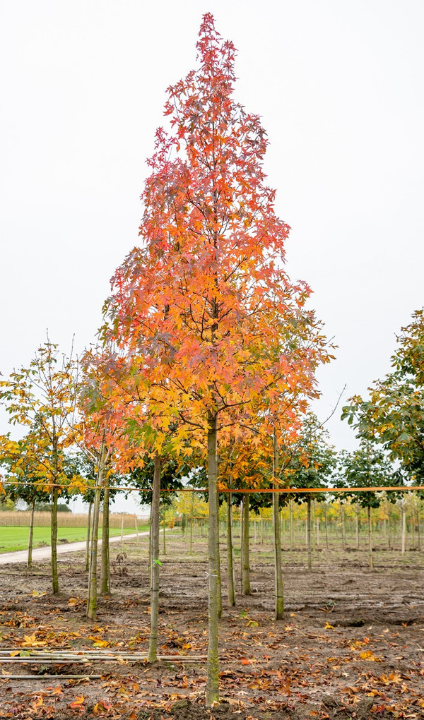 Amberbaum kaufen | Liquidambar styraciflua Worplesdon | Baumschuleonline