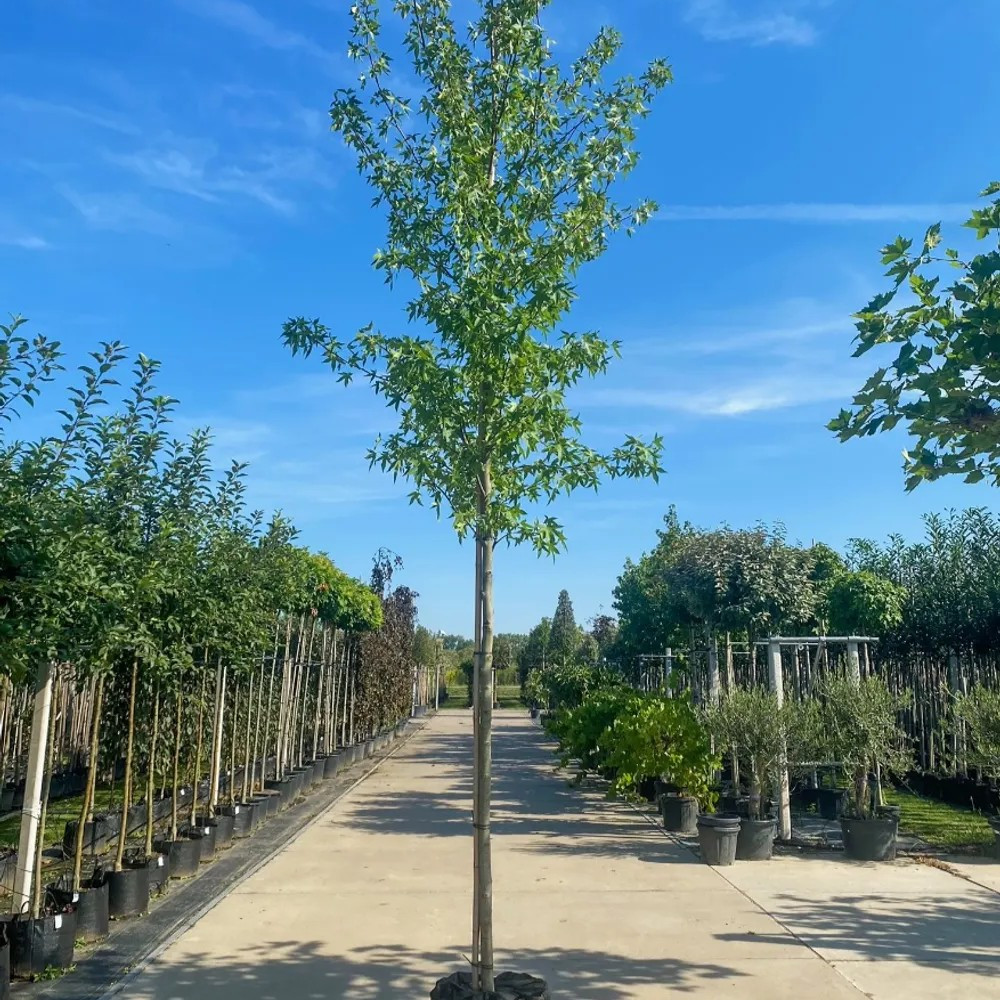 Liquidambar styraciflua 'Worplesdon'
