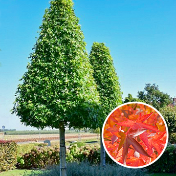 Amberboom Piramidevorm Amberboom Piramidevorm