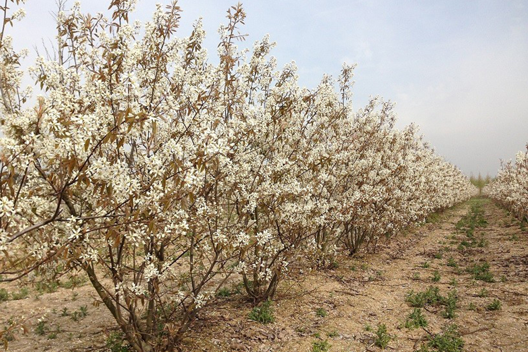 Felsenbirne Heckenpflanze