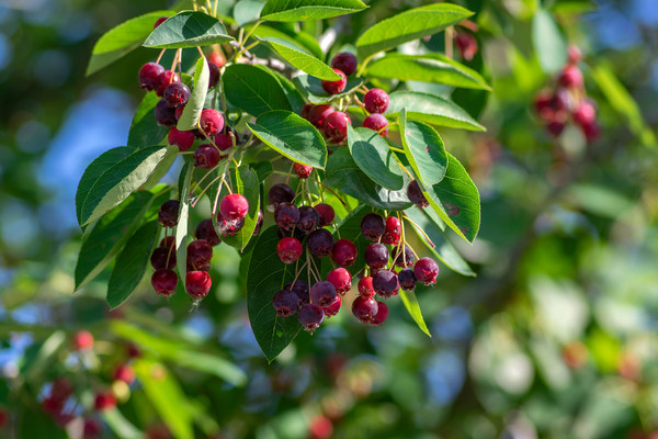 Amelanchier Lamarckii - Felsenbirne Heckenpflanze