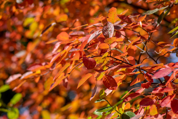 Amelanchier Lamarckii - Felsenbirne Heckenpflanze