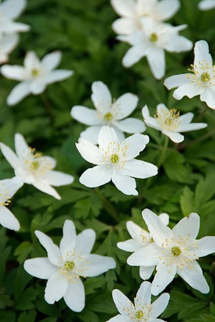 Anemone Sylvestris
