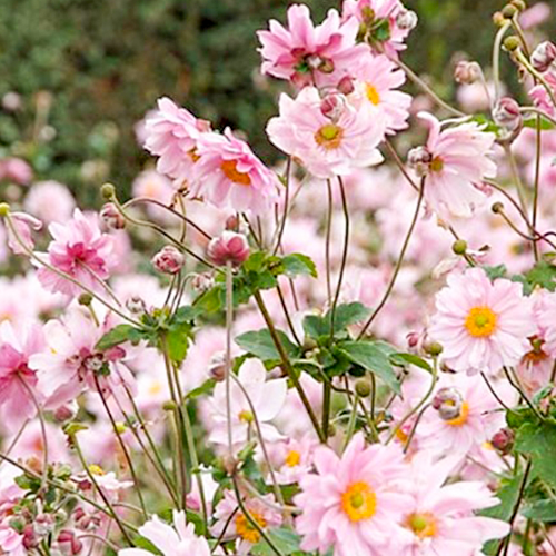 Anemone hybrida Königin Charlotte