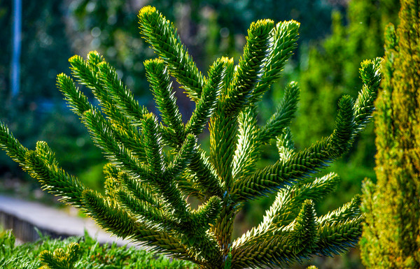 homalomena variegata Homalomena Rubescens Variegata