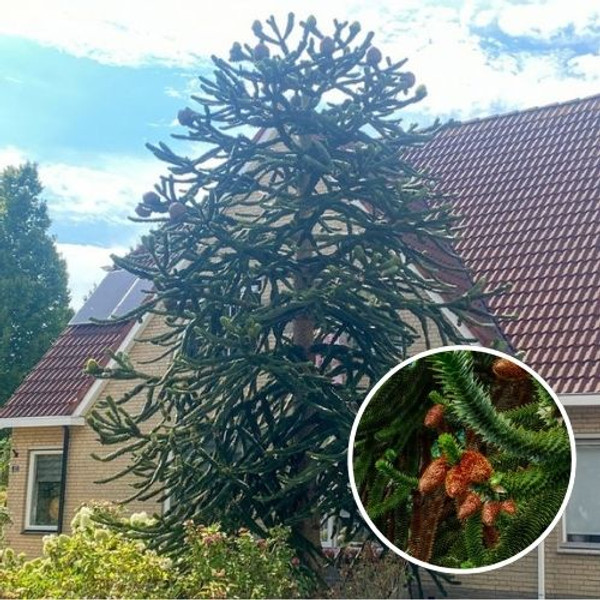 Affenbaum | Araucaria araucana