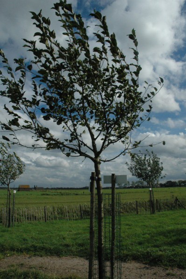 Apfelbaum Delcorf