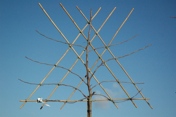 Apfelbaum Delcorf