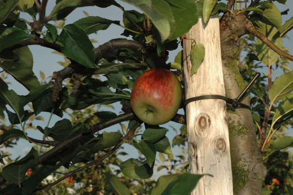 Apfelbaum Delcorf