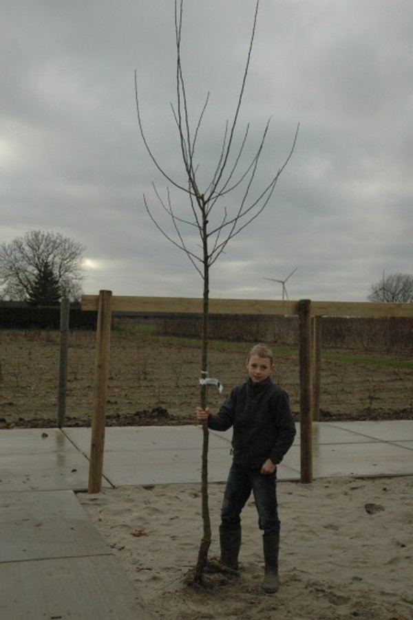 Apfelbaum Delcorf