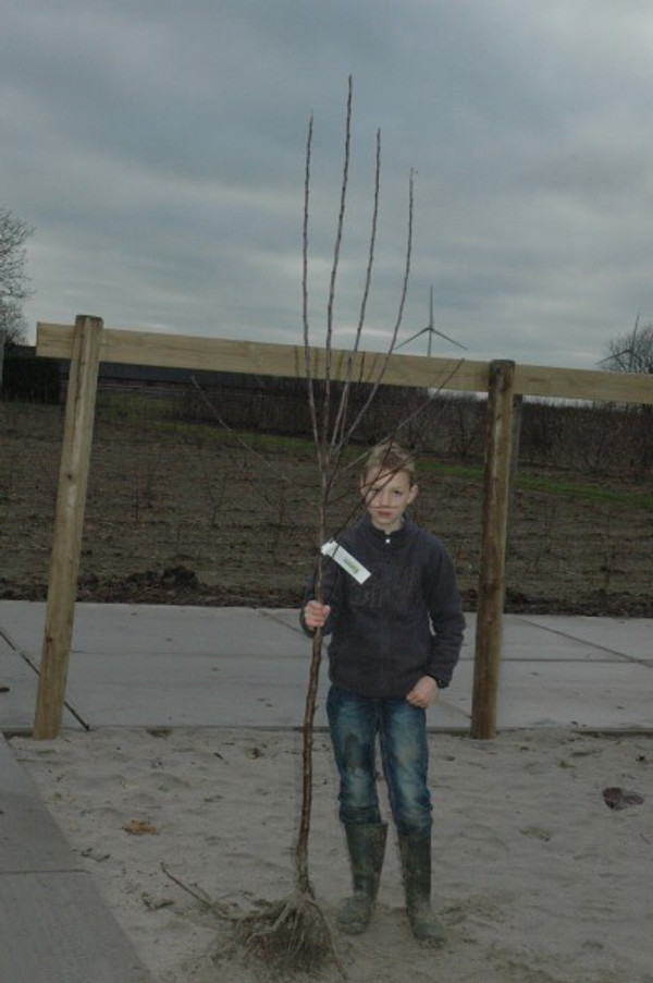 Apfelbaum Delcorf
