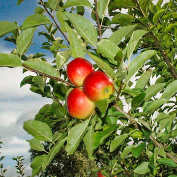 Ecolette  appels Ecolette  appels