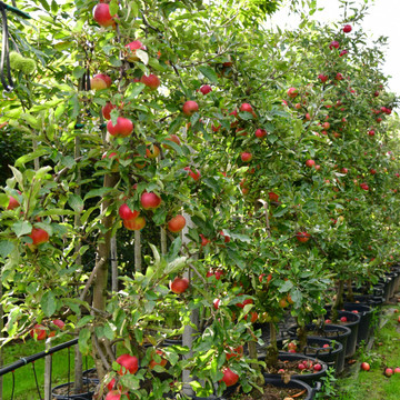 Appelboom Elstar - Bomenenzo.nl Appelboom Elstar - Bomenenzo.nl