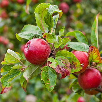 Gala appels Gala appels