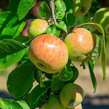 Appelboom Gravensteiner Appelboom Gravensteiner