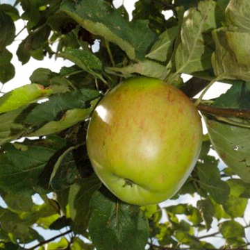 Appelboom Notarisappel Appelboom Notarisappel