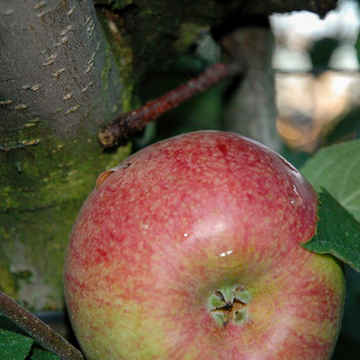 Appelboom Rode Dijkmanszoet Appelboom Rode Dijkmanszoet