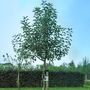 Appelboom Rosanna Appelboom Rosanna