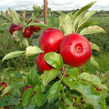 Appelboom Santana Appelboom Santana