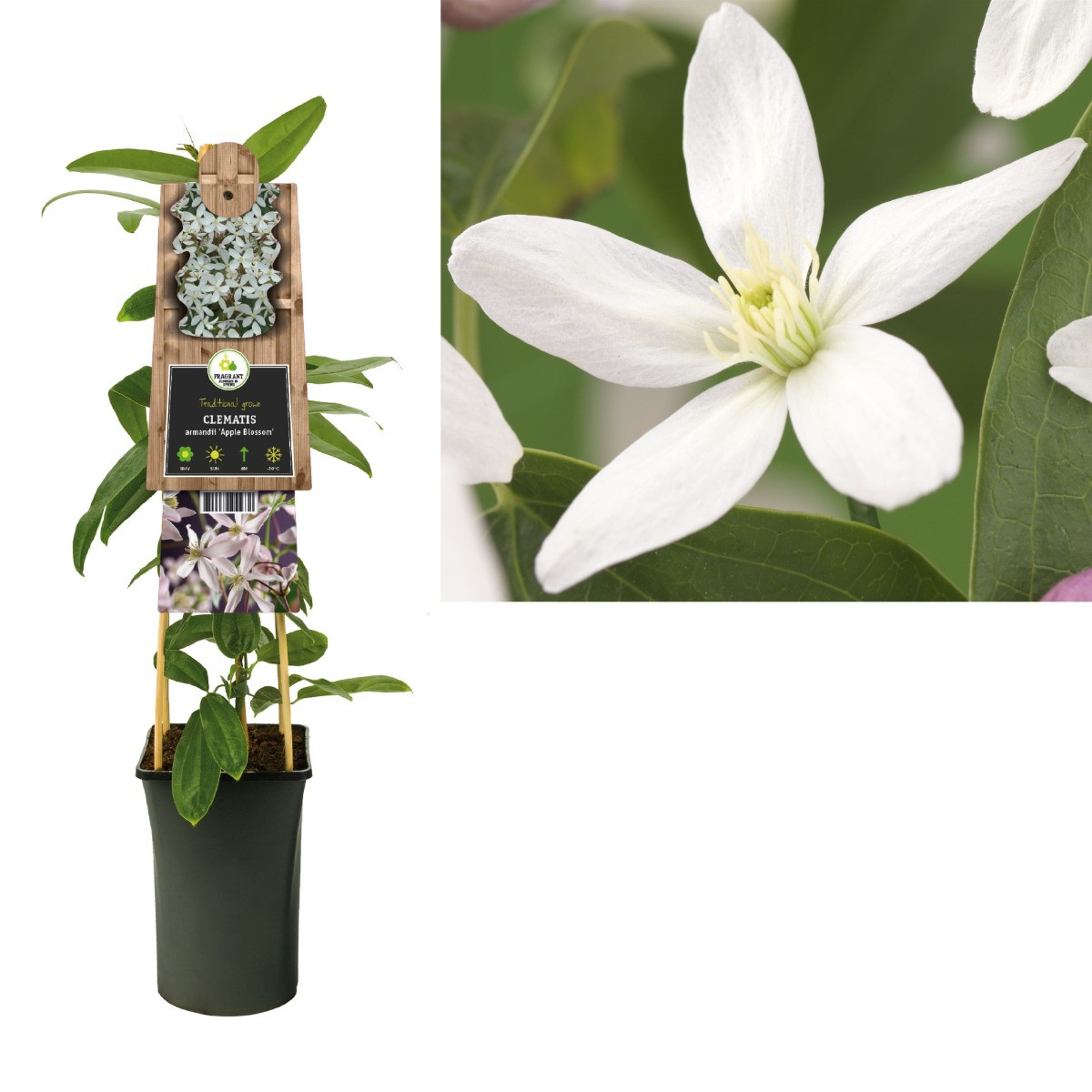 Clematis 'Apple Blossom' 50-60 cm
