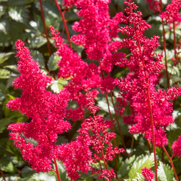 Astilbe Fanal Astilbe Fanal